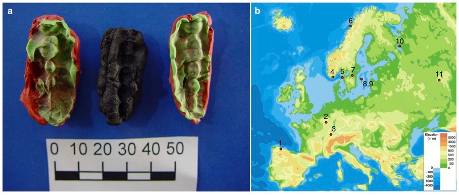 Już nasi praprzodkowie żuli gumę. Znaleziono taką sprzed 10 tys. lat