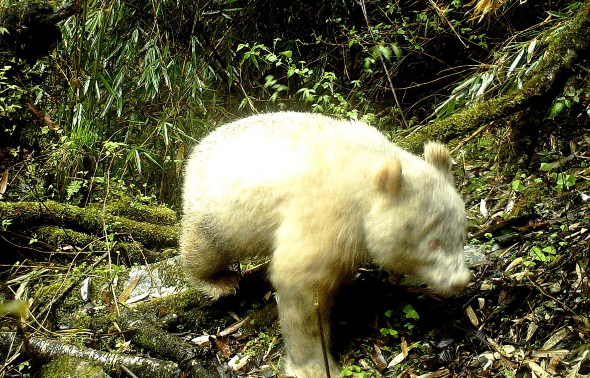 Takiego osobnika jeszcze nie widziano. Panda albinos