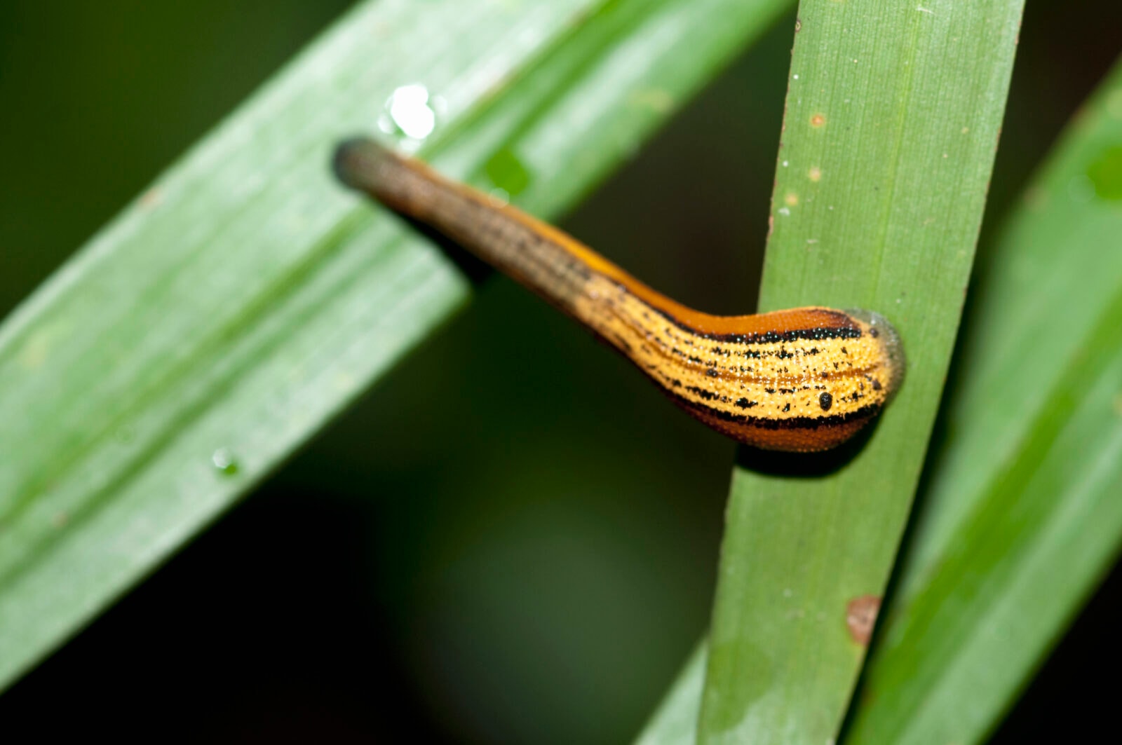Pijawka w nosie. Zaskakująca pamiątka po powrocie z wakacji