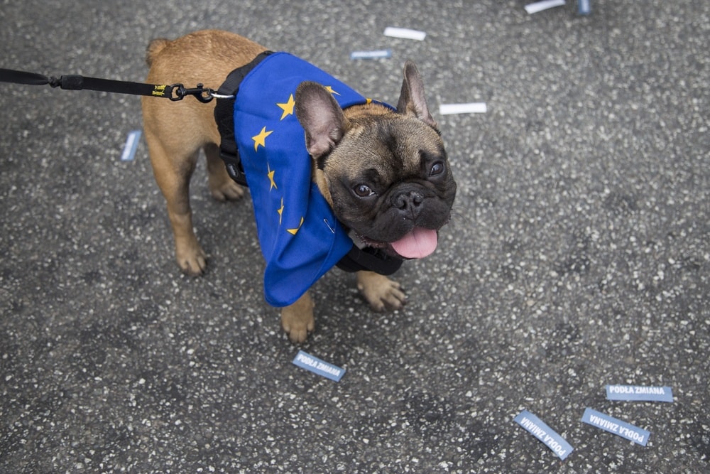 Masz psa? Wiemy na kogo będziesz głosował. Z kotami to nie działa