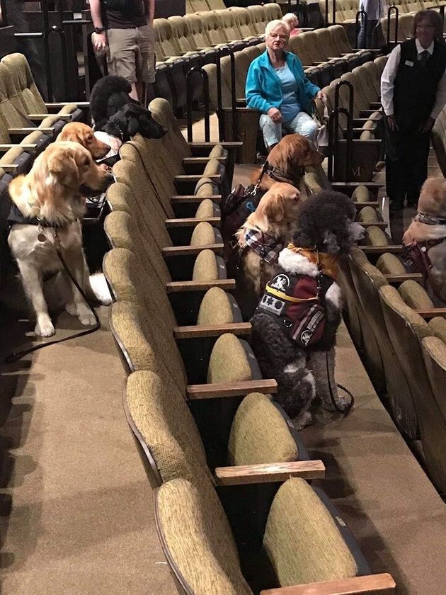Psy obejrzały musical w ramach szkolenia. “Są bardzo dobrze wychowane” [ZDJĘCIA]