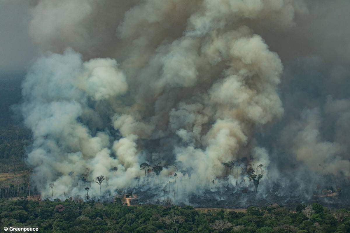 Pożar lasów Amazonii nie pozbawi nas tlenu. Oto dlaczego