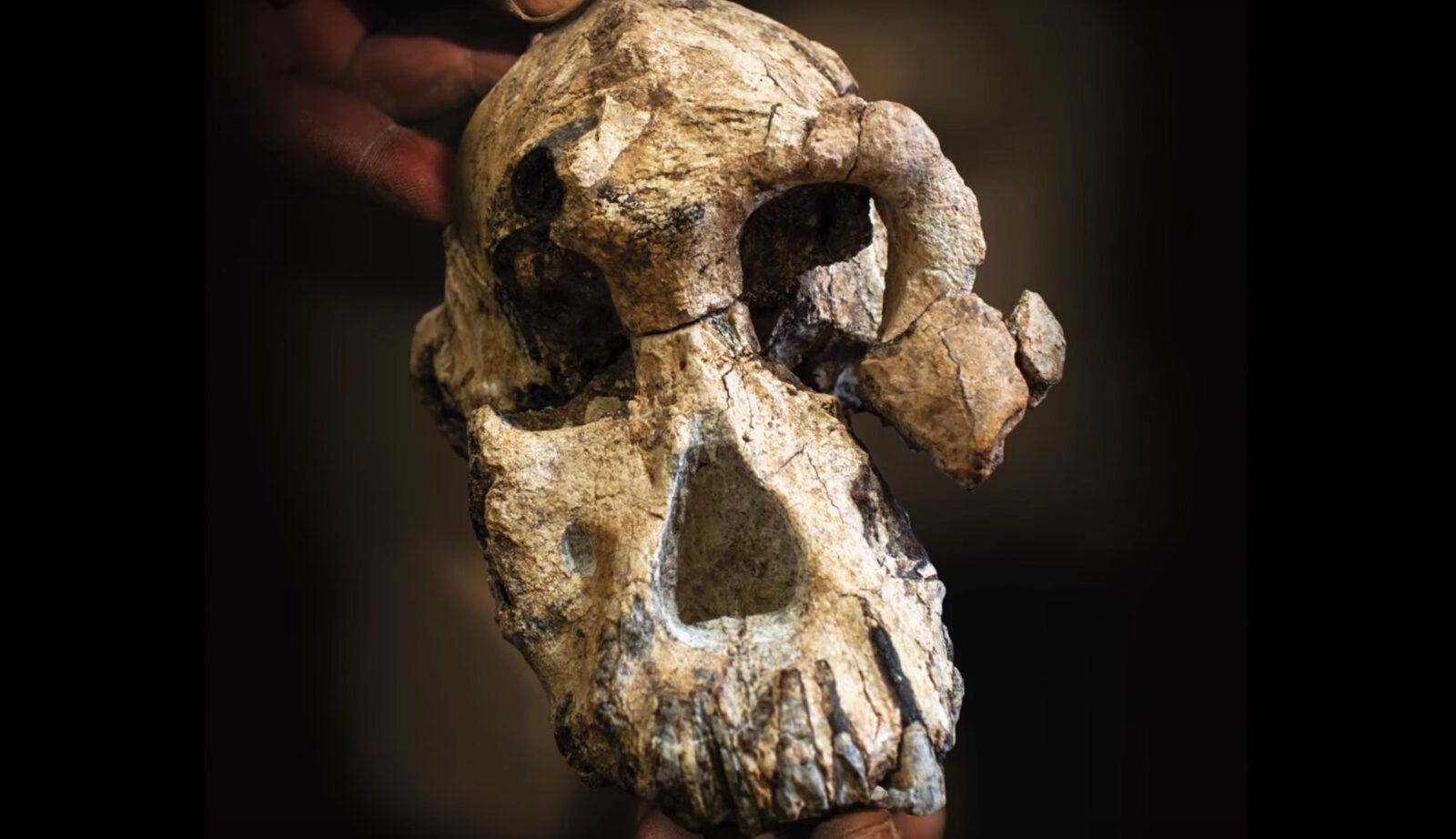 Po raz pierwszy możemy spojrzeć w twarz naszego praprzodka. Sprzed 3,8 mln lat