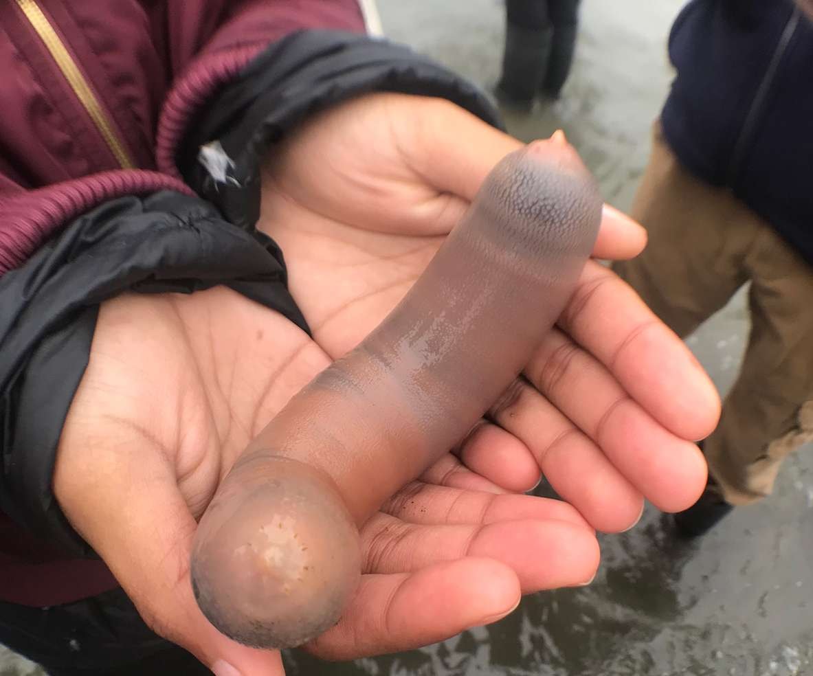 Pulsujące różowe ”penisy” pokryły plażę w Kaliforni