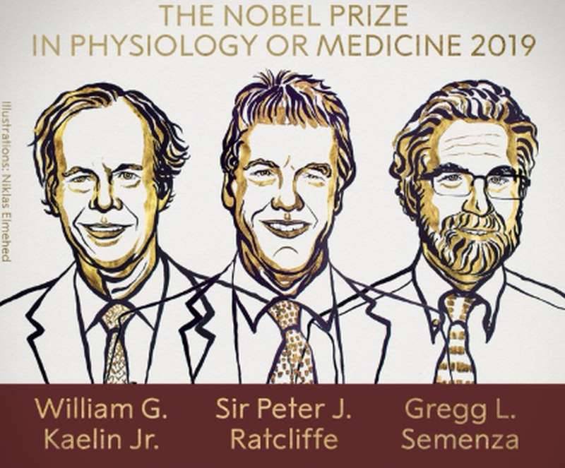 Nagroda Nobla 2019 z medycyny: laureaci stworzyli nową metodę leczenia anemii i nowotworów