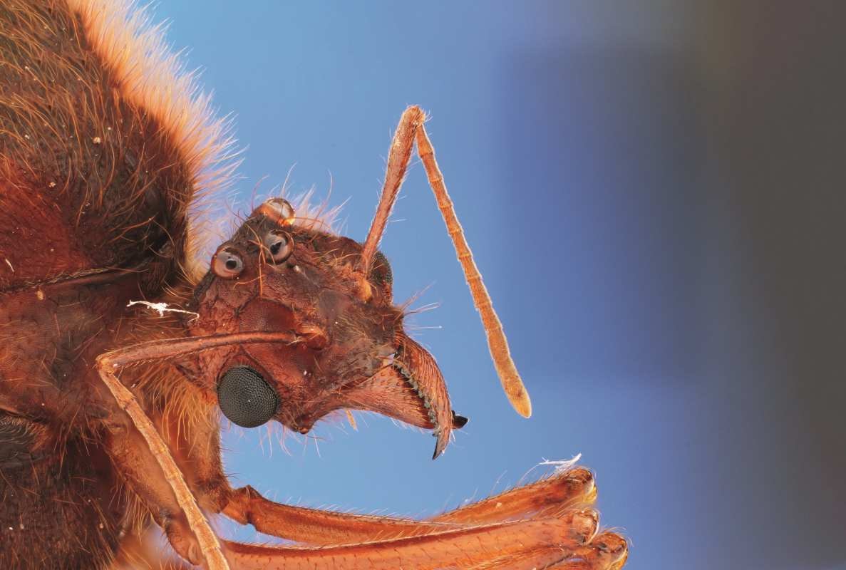 Podziemne metropolie. Siedziby mrówek to arcydzieła architektury