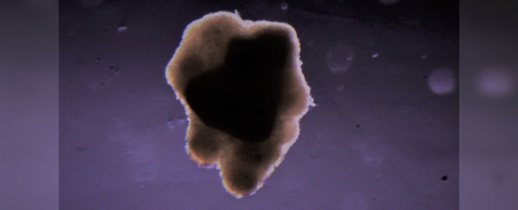 Po raz pierwszy wyhodowaliśmy mięso w kosmosie. Co to oznacza dla naszej pozaziemskiej przyszłości?