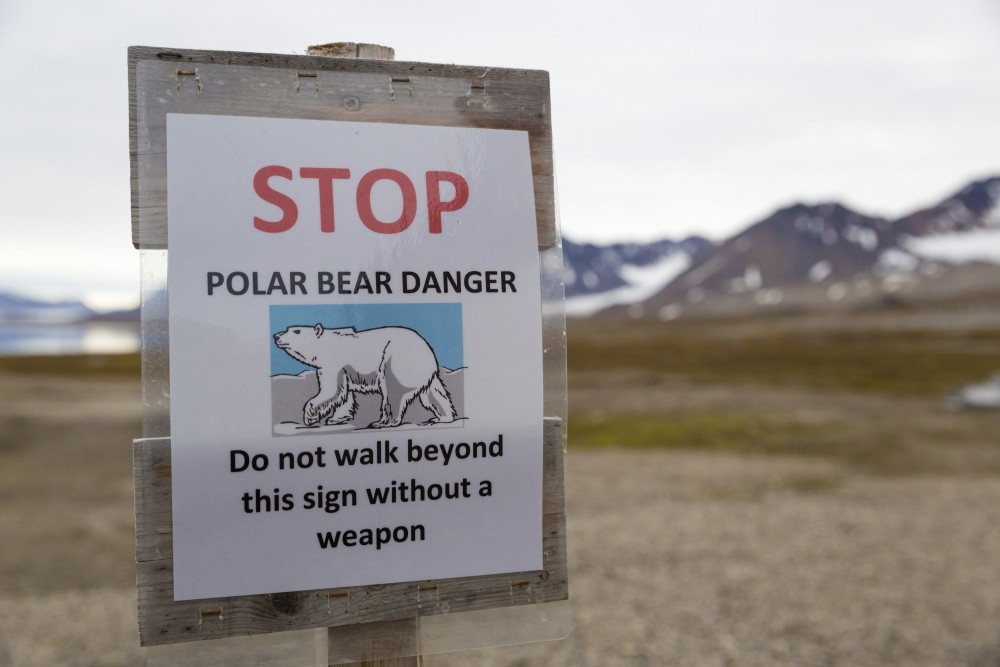 50 niedźwiedzi polarnych koczuje pod rosyjską wioską. Winne globalne ocieplenie
