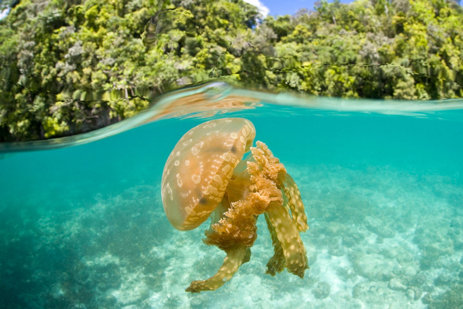 W oceanach kończy się tlen – alarmują naukowcy