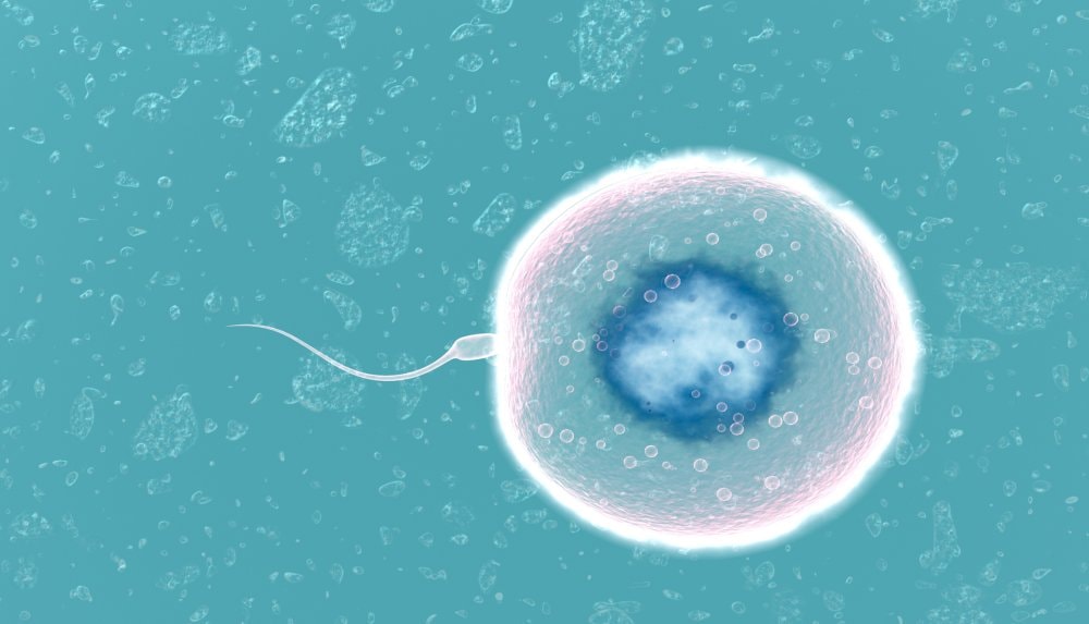 Zapłodnienie – zdjęcie poglądowe