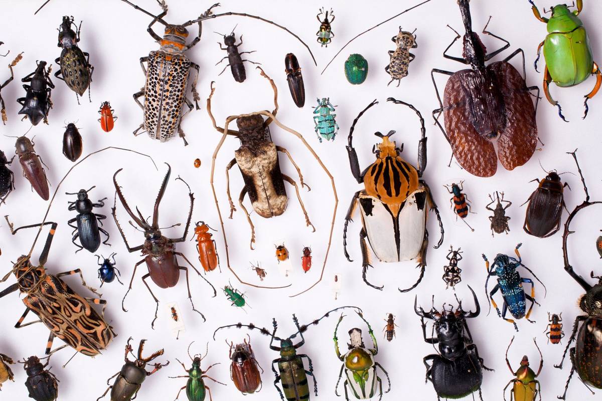 Naukowcy ostrzegają: przestańcie zabijać owady, zanim będzie za późno