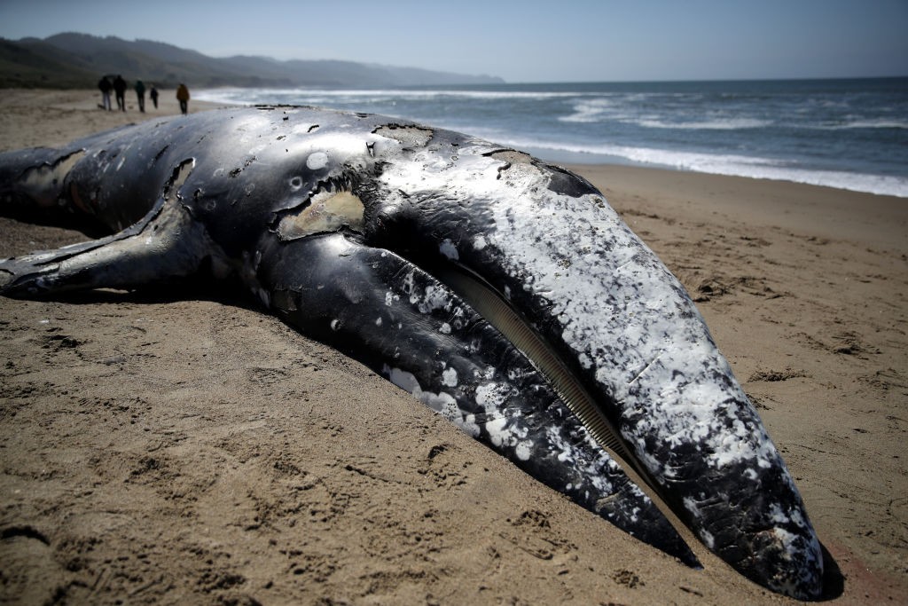 Burze na Słońcu wpływają na zachowania wielorybów. Zaskakujące wyniki badań