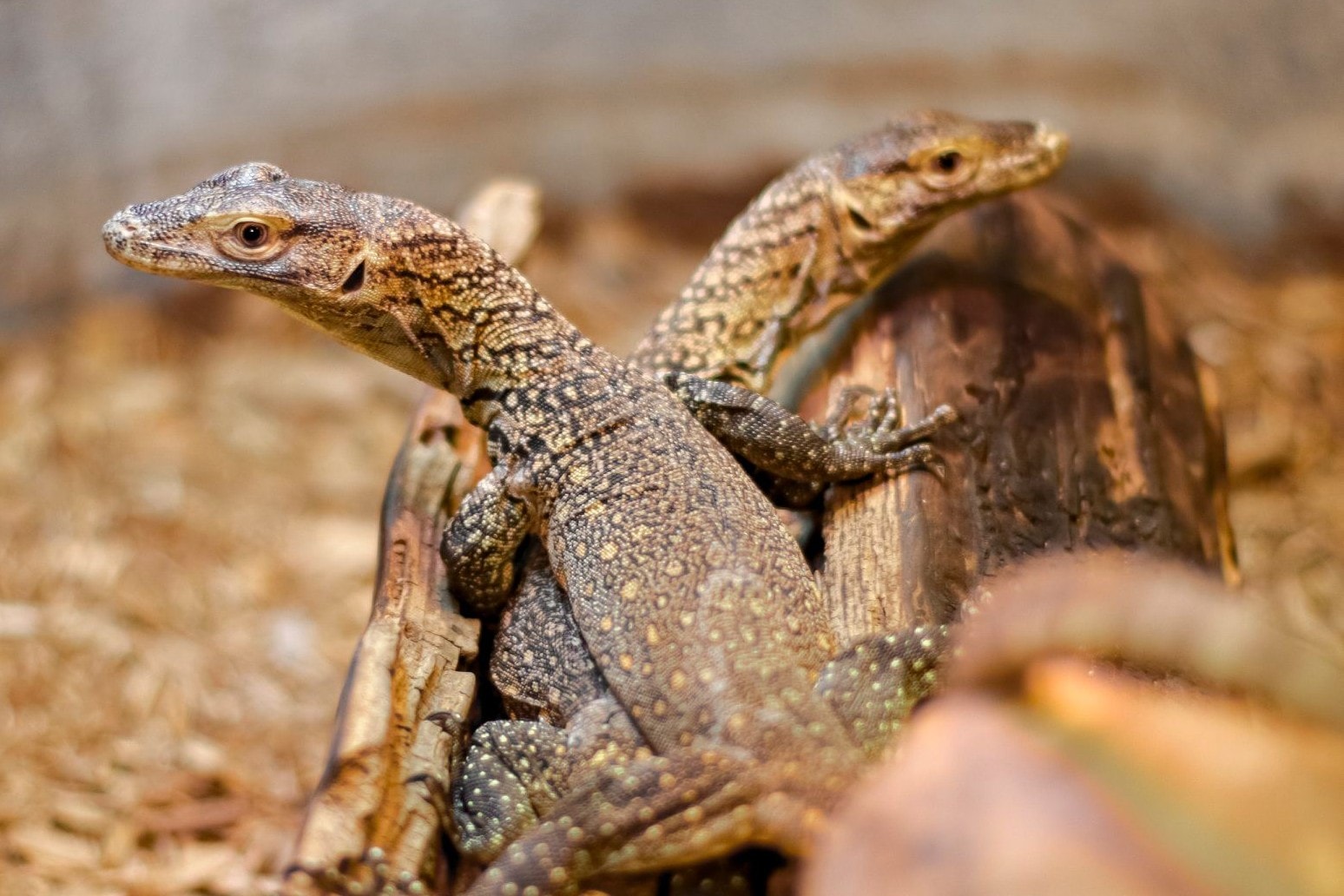 Samica warana z Komodo rozmnożyła się bez udziału partnera. Potwierdzony przypadek partenogenezy