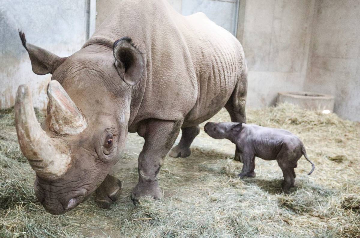 Historyczne narodziny nosorożca czarnego. Jego gatunek jest krytycznie zagrożony