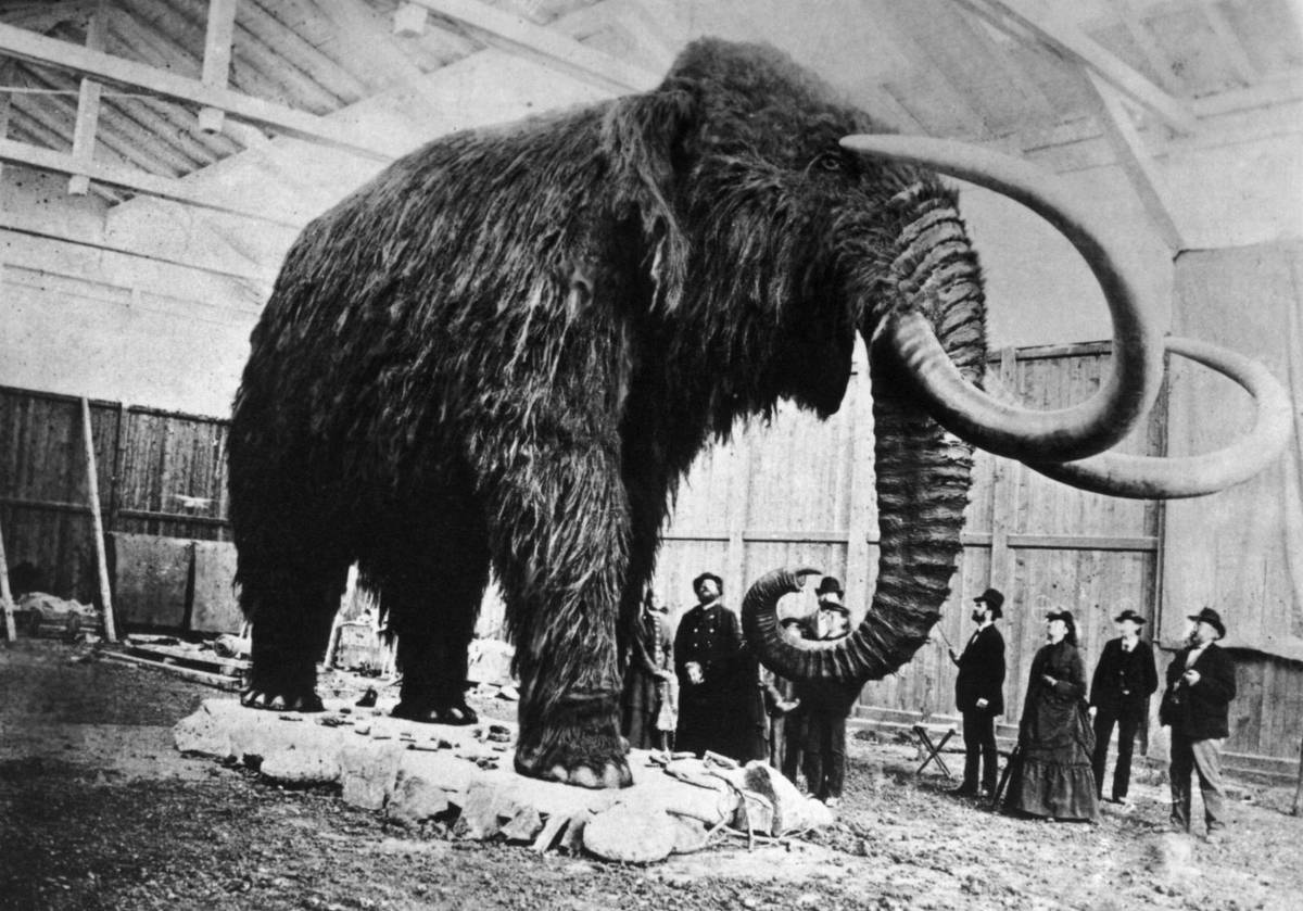 Ostatnie mamuty na Ziemi były potwornie zmutowane