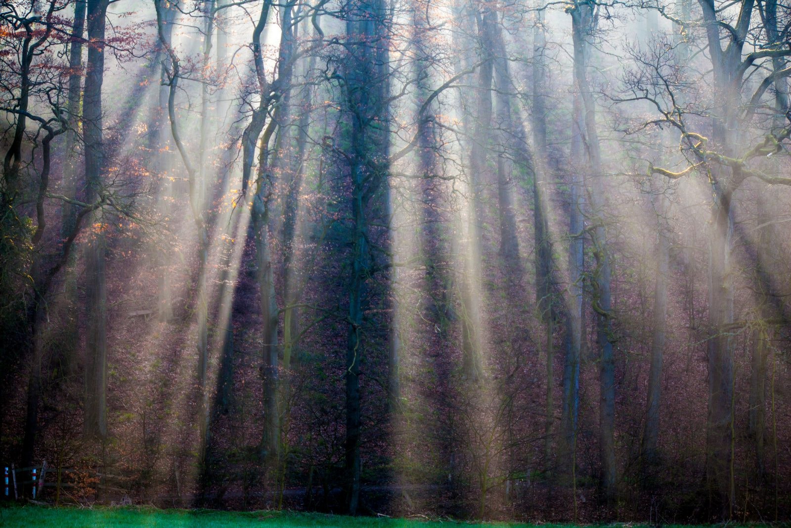 Przodkowie Homo sapiens winni wyginięcia zwierząt miliony lat temu