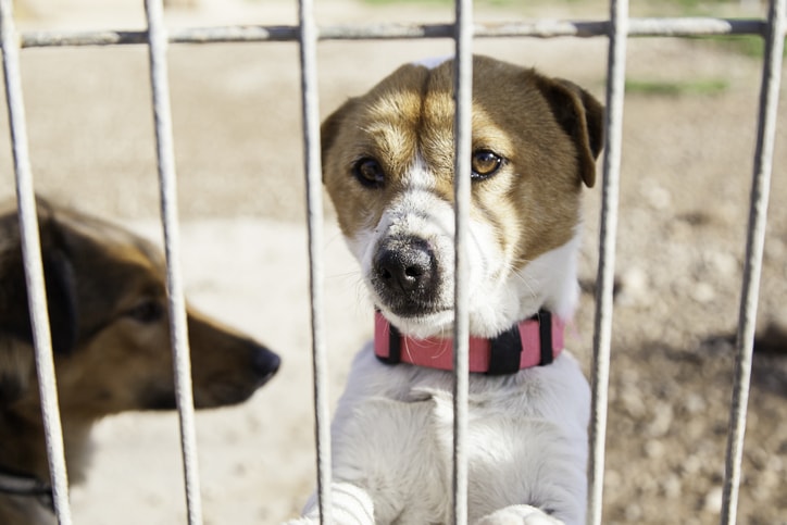 Schronisko wstrzymuje adopcje szczeniąt. “Żywa istota nie może być prezentem”