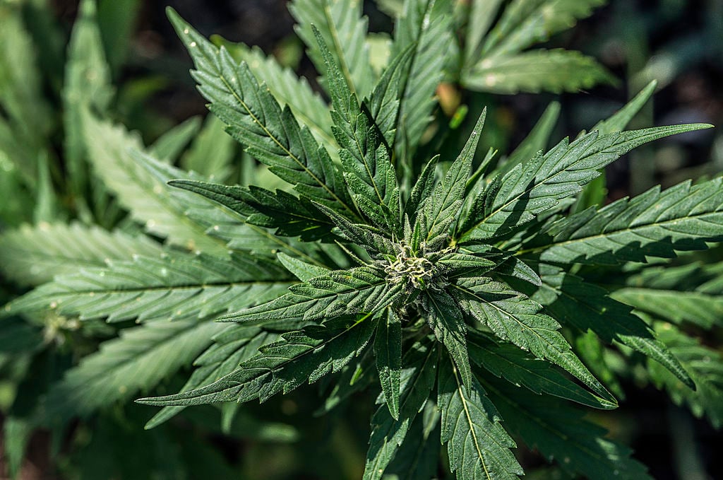 Włosi odkryli nowy kannabinoid. Nawet 30 razy silniejszy od THC
