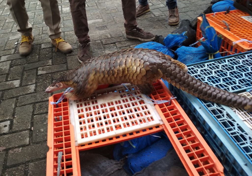 Jakie zwierzę przeniosło na ludzi SARS-CoV-2? Naukowcy nie są zgodni