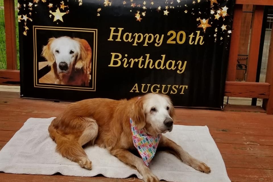 Augie – najstarszy golden retriever na świecie. Właśnie skończyła 20 lat