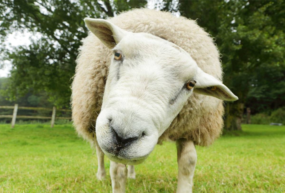 Badanie na owcach pokazało, jak ketamina wyłącza mózg