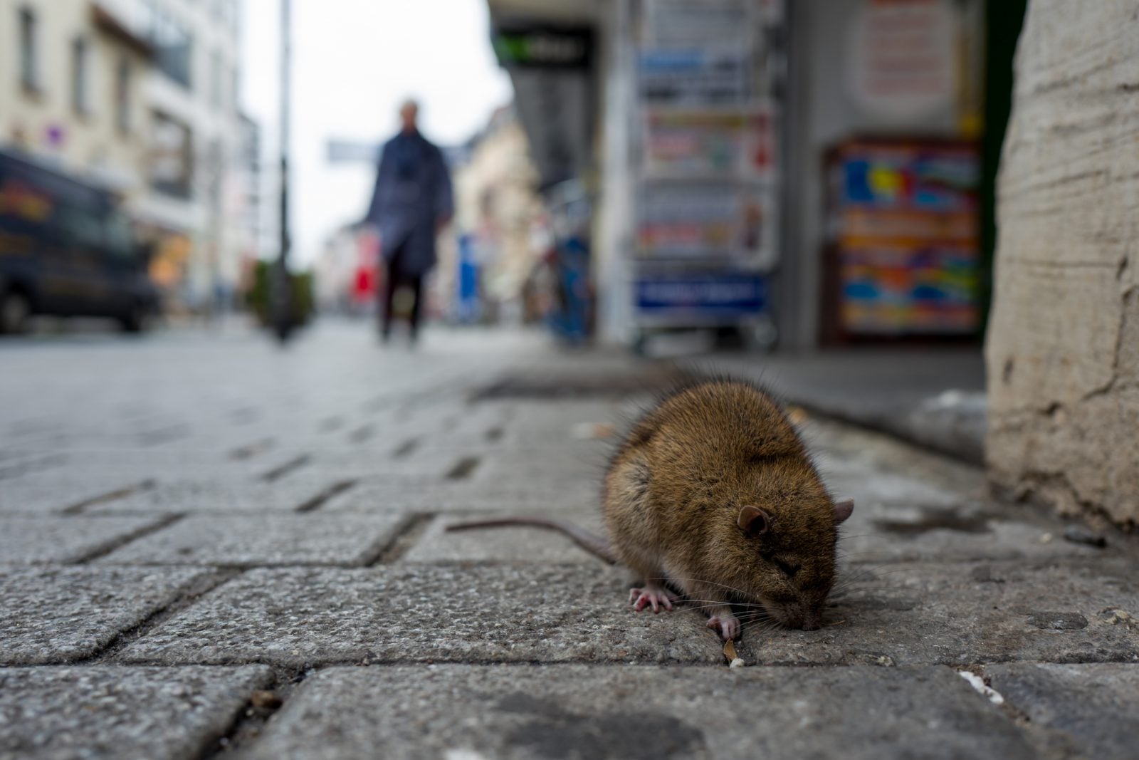 Szczurze zapalenie wątroby typu E groźne dla ludzi. Nie wiadomo, jak się przenosi