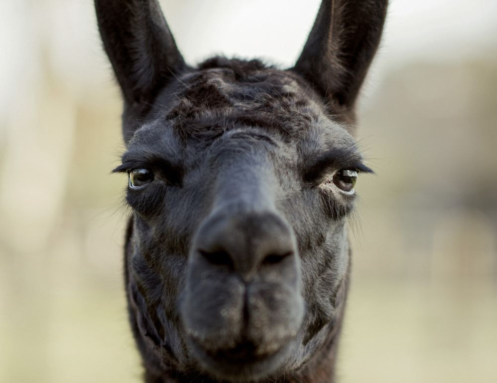 Przeciwciała lamy mogą nam pomóc pokonać COVID-19. Ogłosili naukowcy