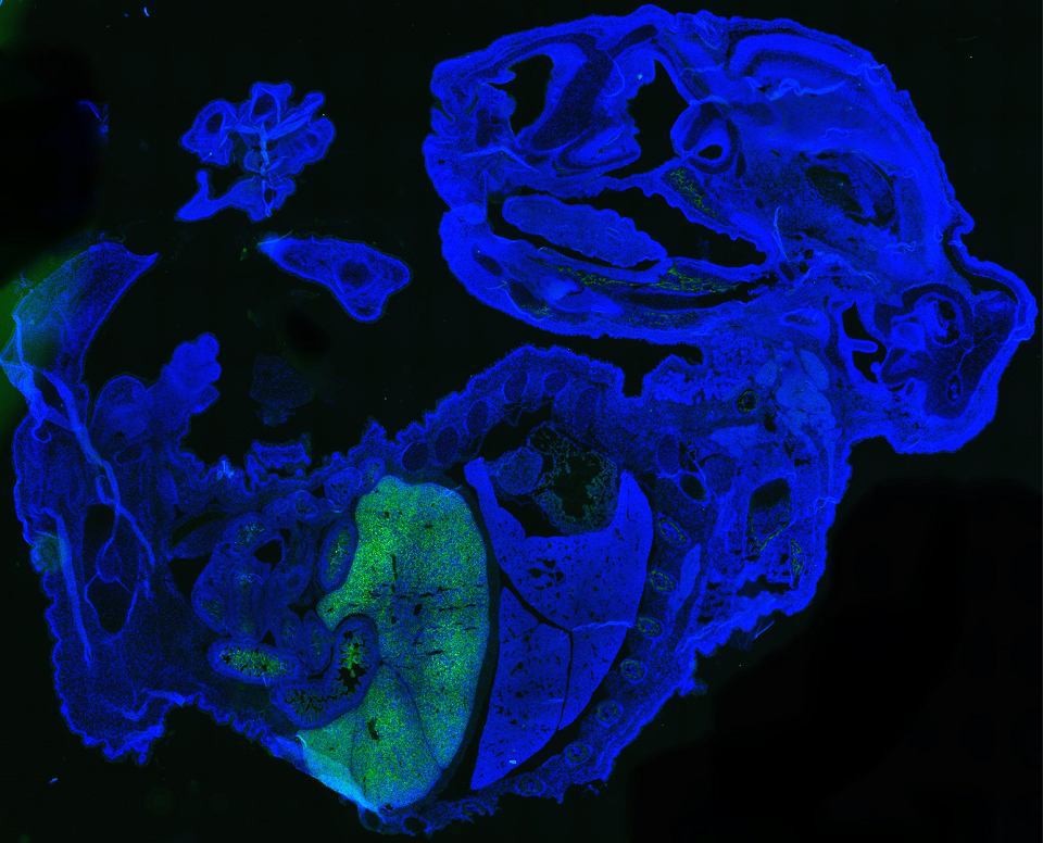 Naukowcy stworzyli mysi embrion złożony w 4% z ludzkich komórek. To niespotykany dotąd poziom