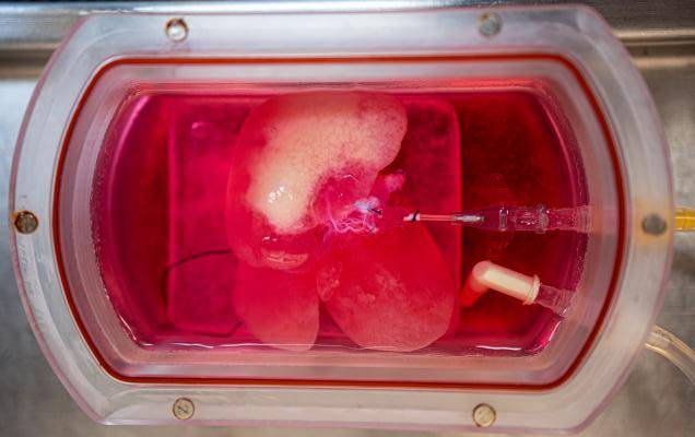 Sukces w hodowli organów. Ludzką mini-wątrobę wszczepiono szczurowi