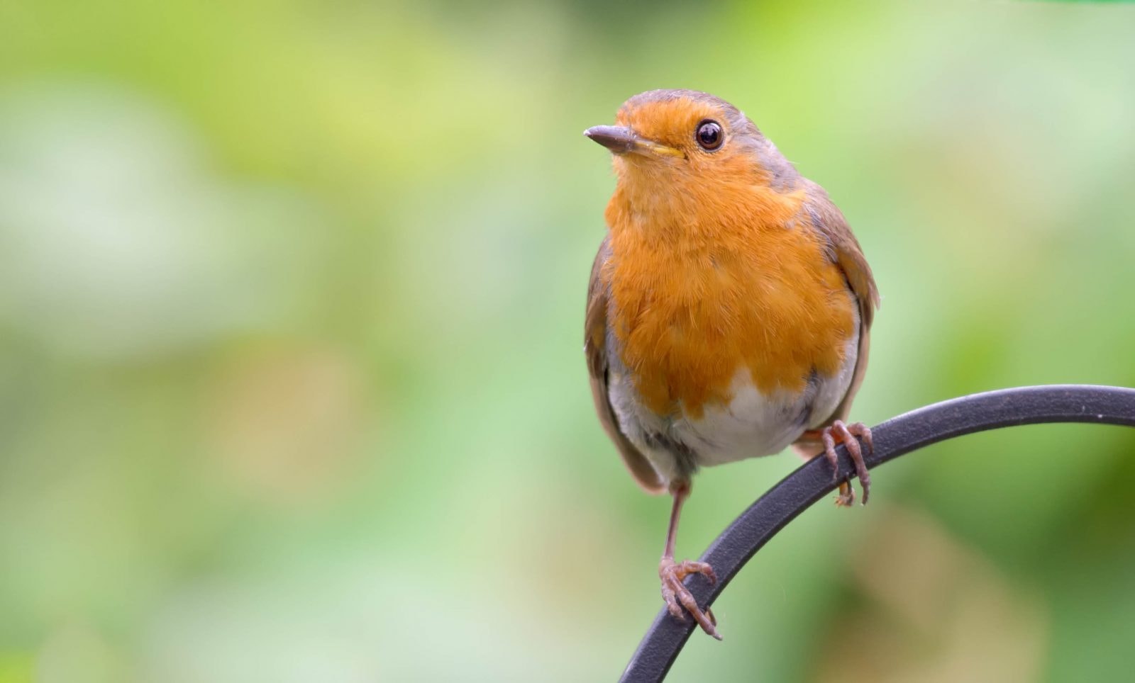 Nie każdy wróbel ćwierka tak samo. Ptasi język ma swoje dialekty