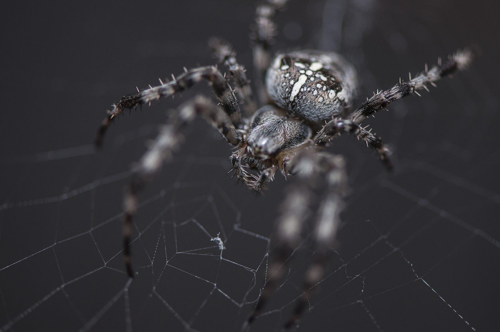 Bezpieczniejsza alternatywa dla opioidów odkryta w jadzie pająka ptasznika