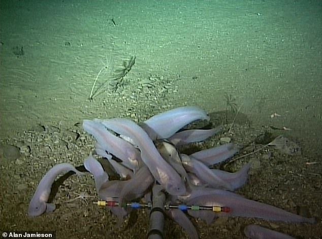 Toksyczna rtęć na dnie Rowu Mariańskiego. Z mięsem ryb może wracać na nasze talerze