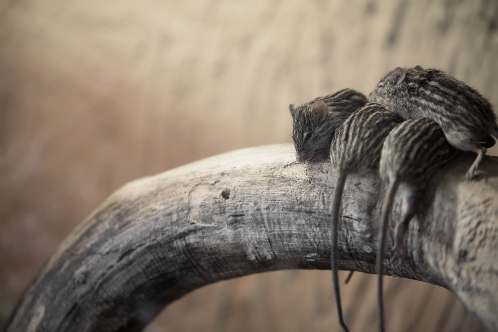 Myszy mogą wprowadzić się w stan hibernacji “na życzenie”. Odkryto właśnie, co go włącza