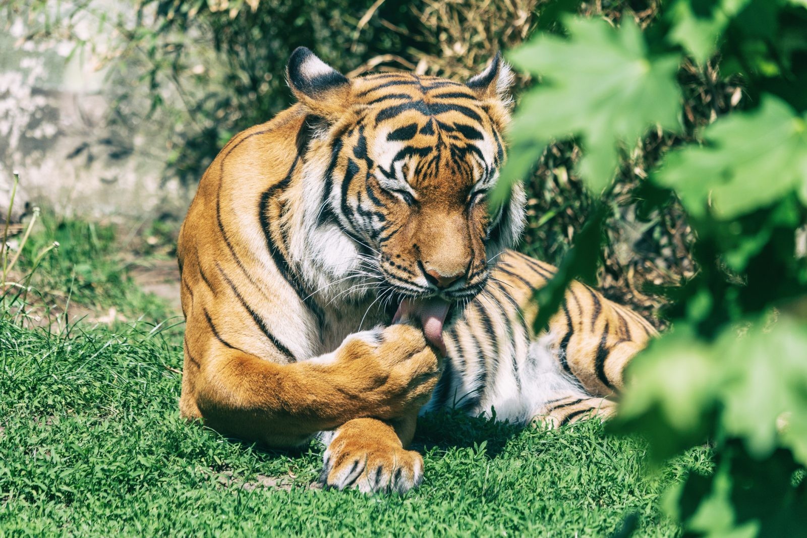 Tygrys w zoo zachorował na koronawirusa.  Zwierzę zaraziło się od człowieka