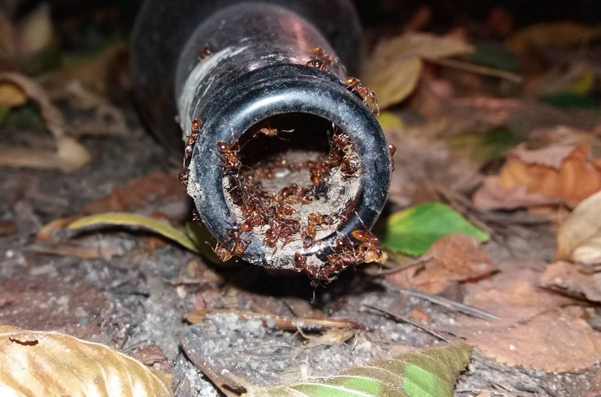 Jak mrówki radzą sobie z naszymi śmieciami?  “Zwracają uwagę na kolor i kształt butelek”