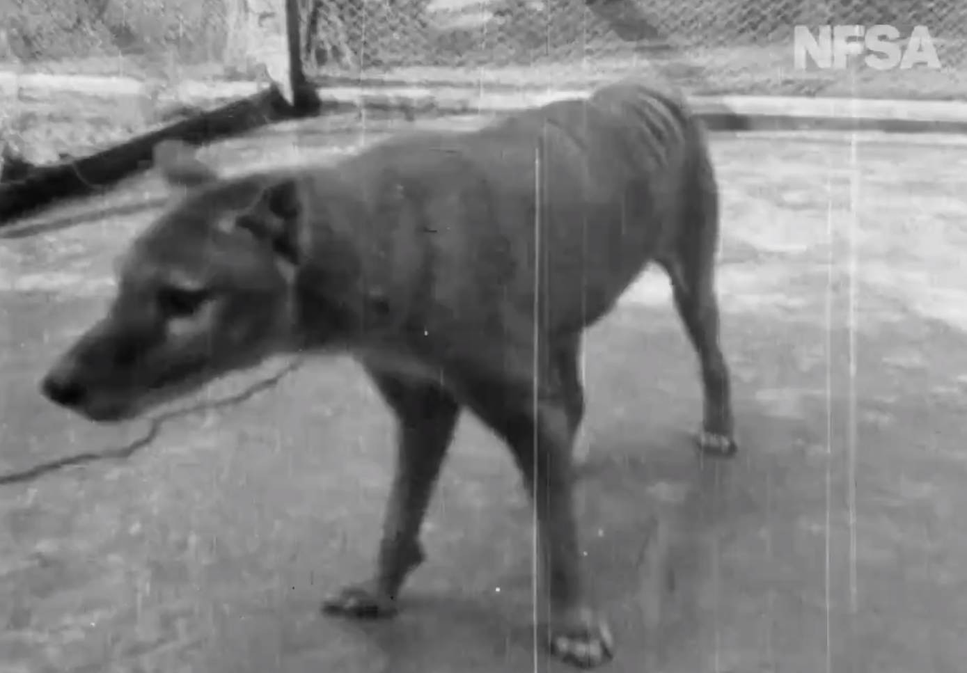 Właśnie odnaleziono w archiwum nagranie z wymarłym tygrysem tasmańskim
