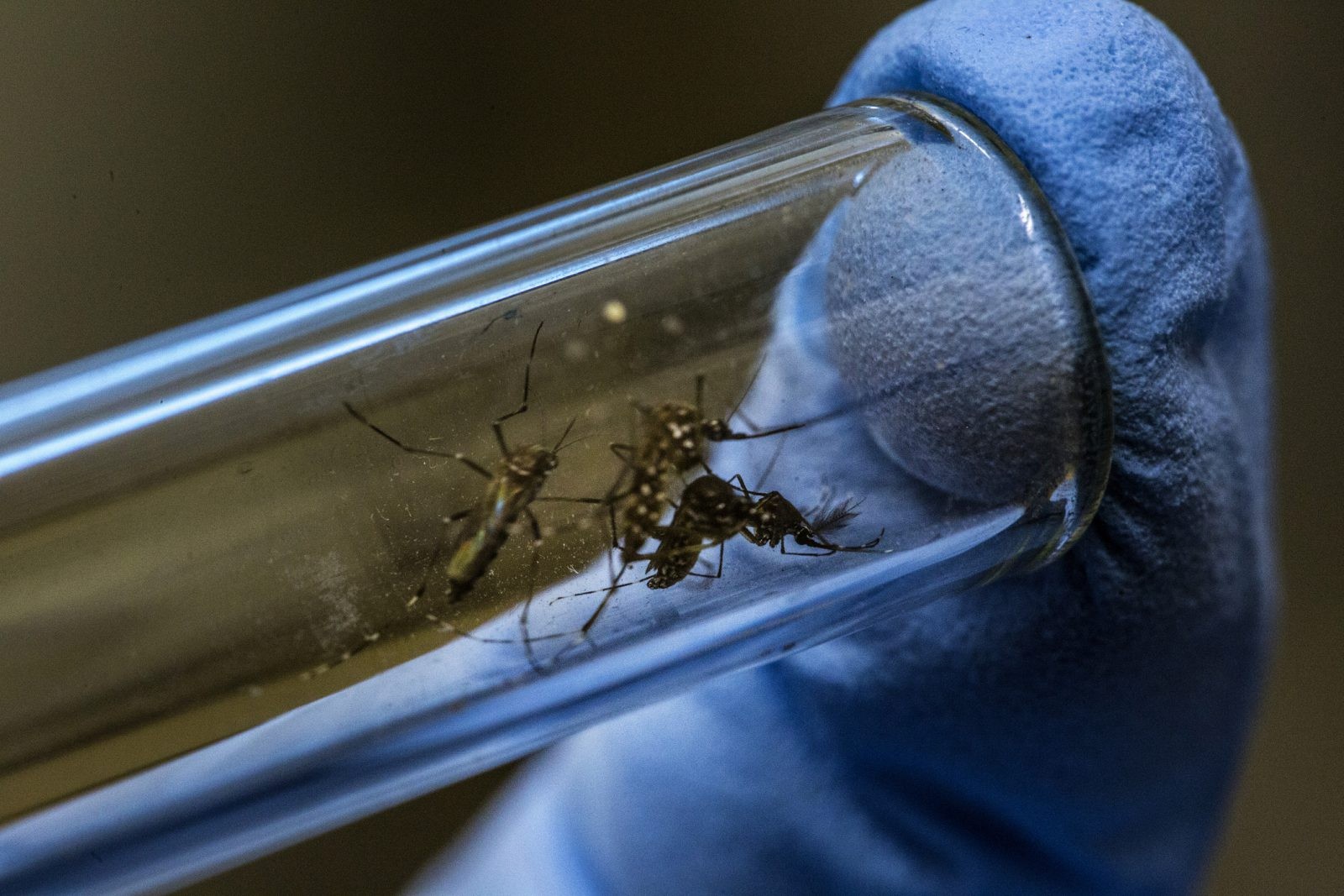 Genetycznie zmodyfikowane komary zostaną wypuszczone na Florydzie. Mimo obaw mieszkańców