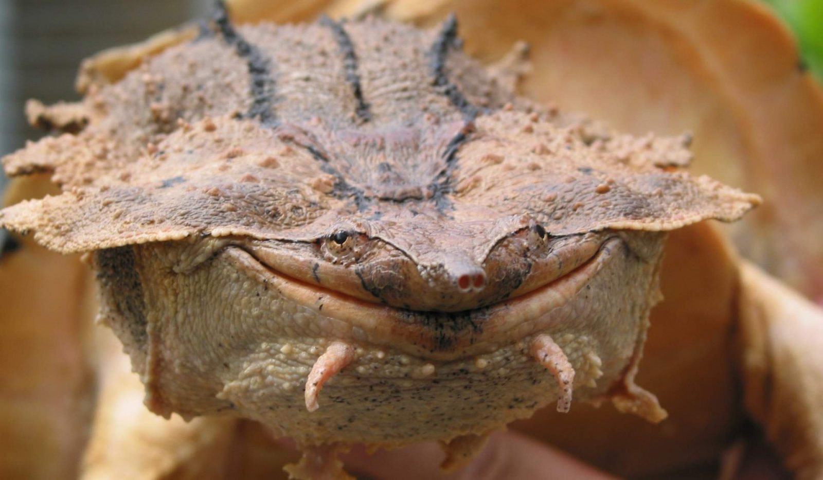 Oto “matamata”. Nieznany gatunek żółwia z Ameryki Południowej