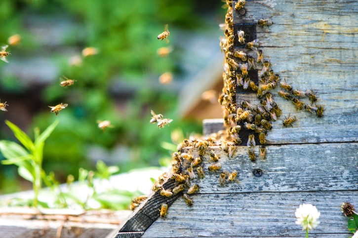 Pszczoły zabójcy. Za ich agresję odpowiada wybuchowa mieszanka genetyczna
