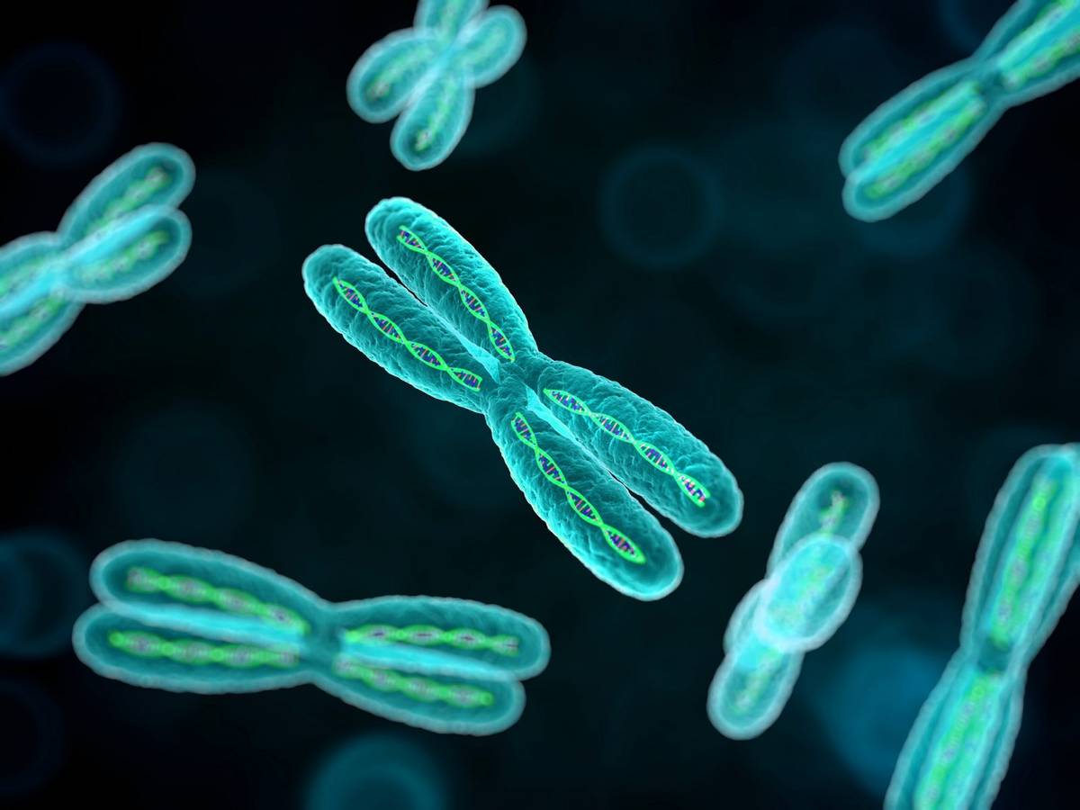 Po raz pierwszy naukowcy poznali pełną budowę ludzkiego chromosomu X