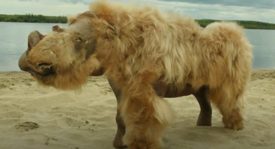 Ostatnim posiłkiem szczeniaka sprzed 14 tys. lat był… nosorożec włochaty