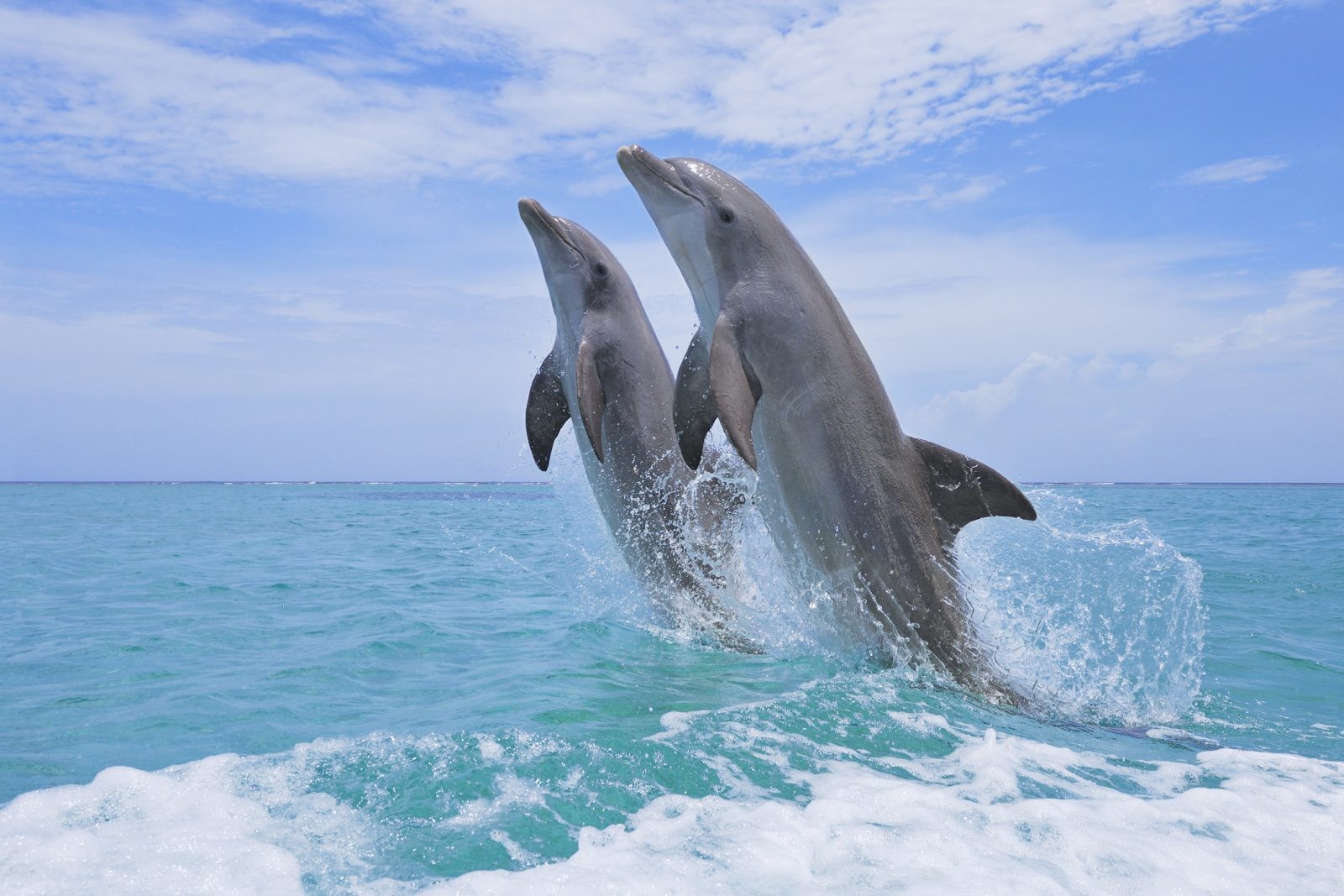 Przełom: Delfiny uczą się od siebie nawzajem
