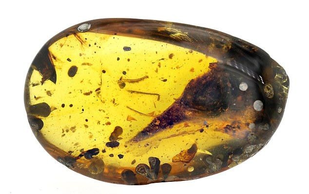 „Najmniejszy dinozaur świata” to jednak jaszczurka? Badania podważone