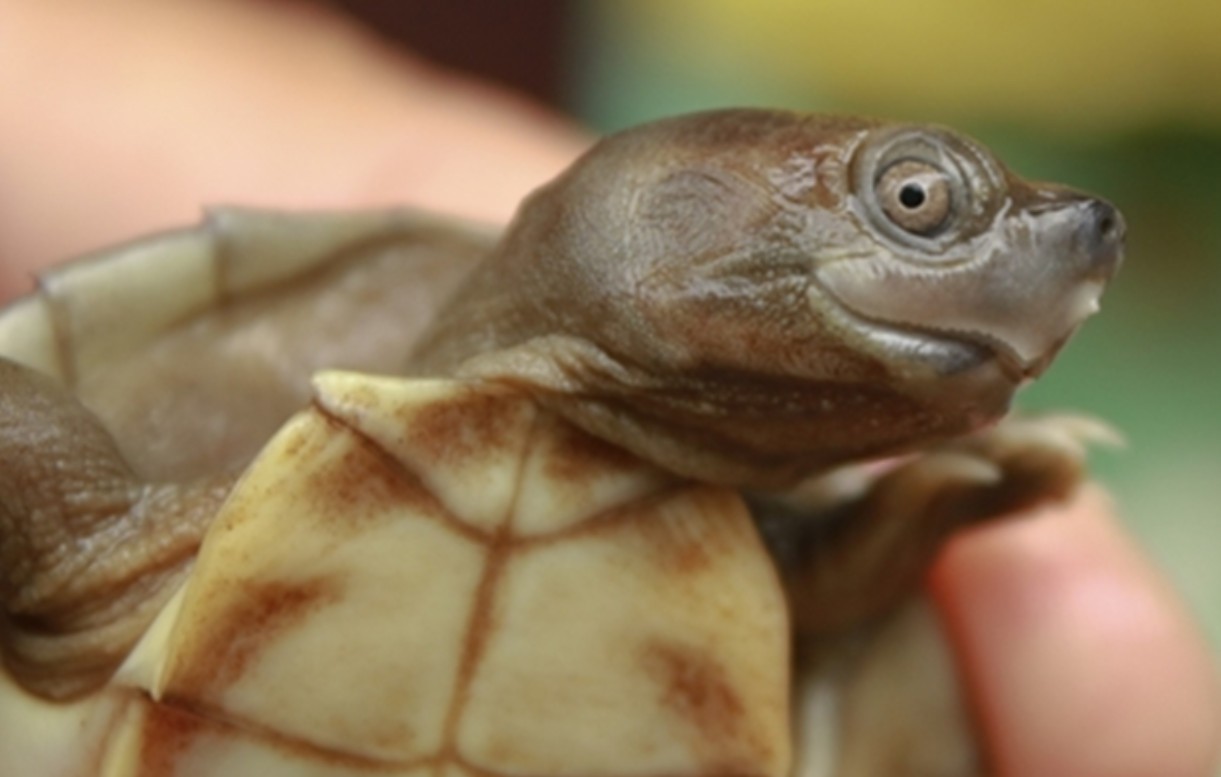 Rzadki gatunek „uśmiechniętego żółwia” uratowany. Wcześniej uważano, że wyginął