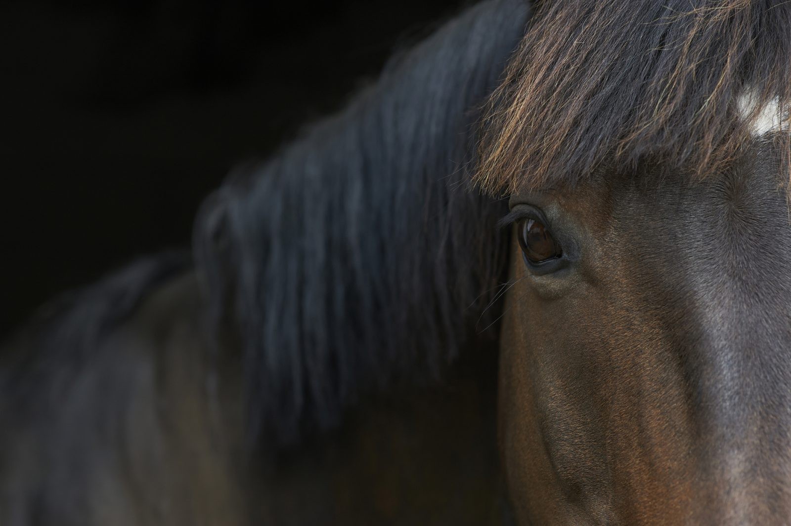 Konie potrafią odczytać ludzki wyraz twarzy. Jak to sprawdzono?