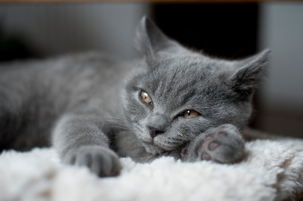 Kot brytyjski – arystokrata wśród kotów. Jaki ma charakter i jak się nim zaopiekować?