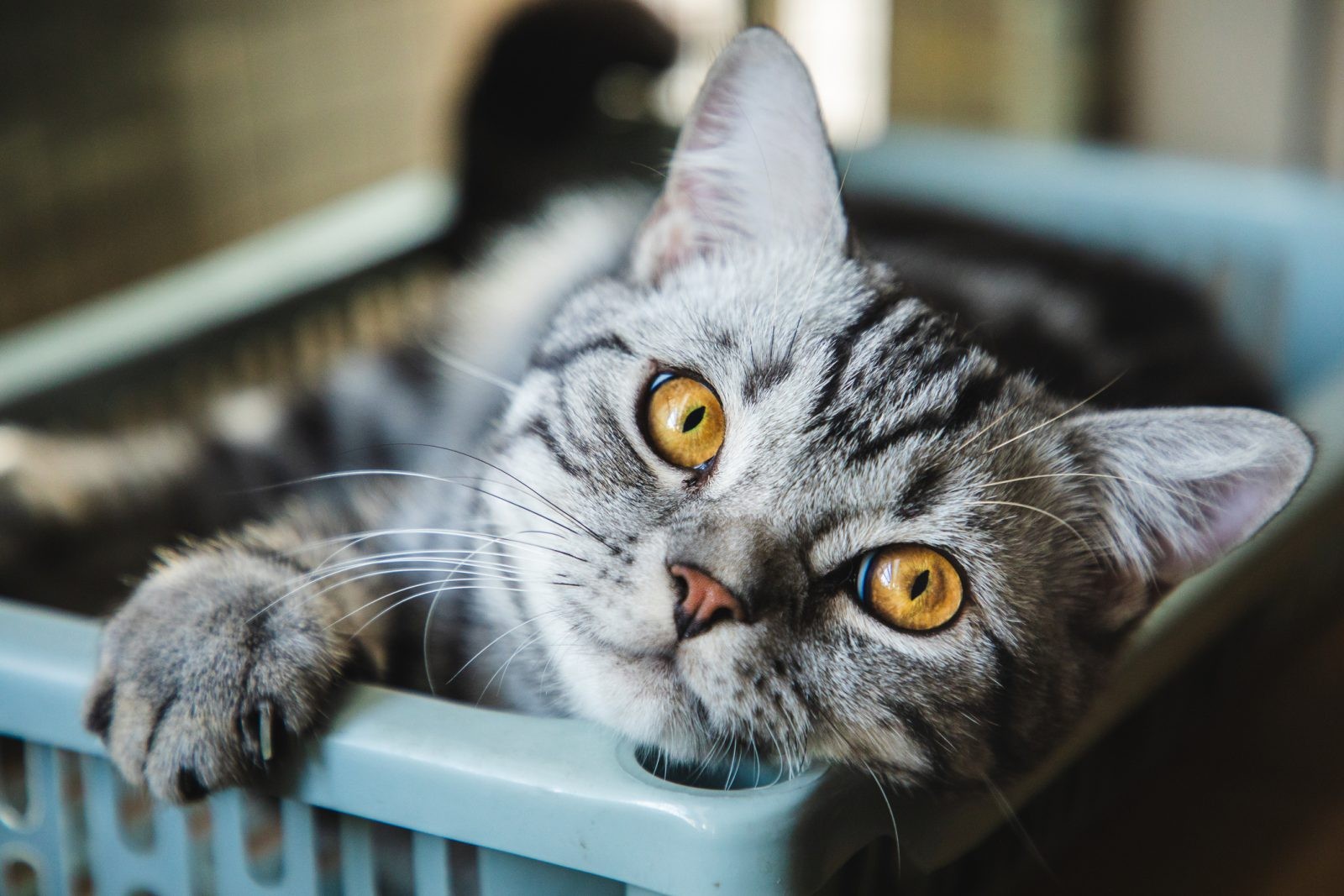 Lek dla kotów powstrzymuje koronawirusa. Naukowcy chcą „natychmiastowych” testów na ludziach