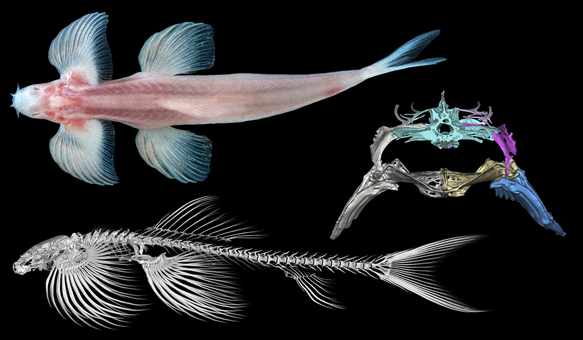 Naukowcy poznali gatunki ryb, które potrafią… chodzić po lądzie. To dość “niezdarny sposób poruszania się”