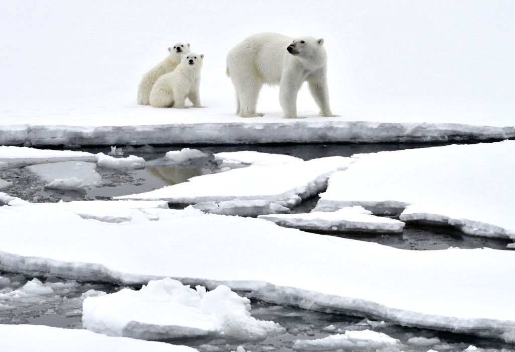 Niedźwiedzie polarne wymrą do 2100 roku. Naukowcy prognozują, że zginą z głodu