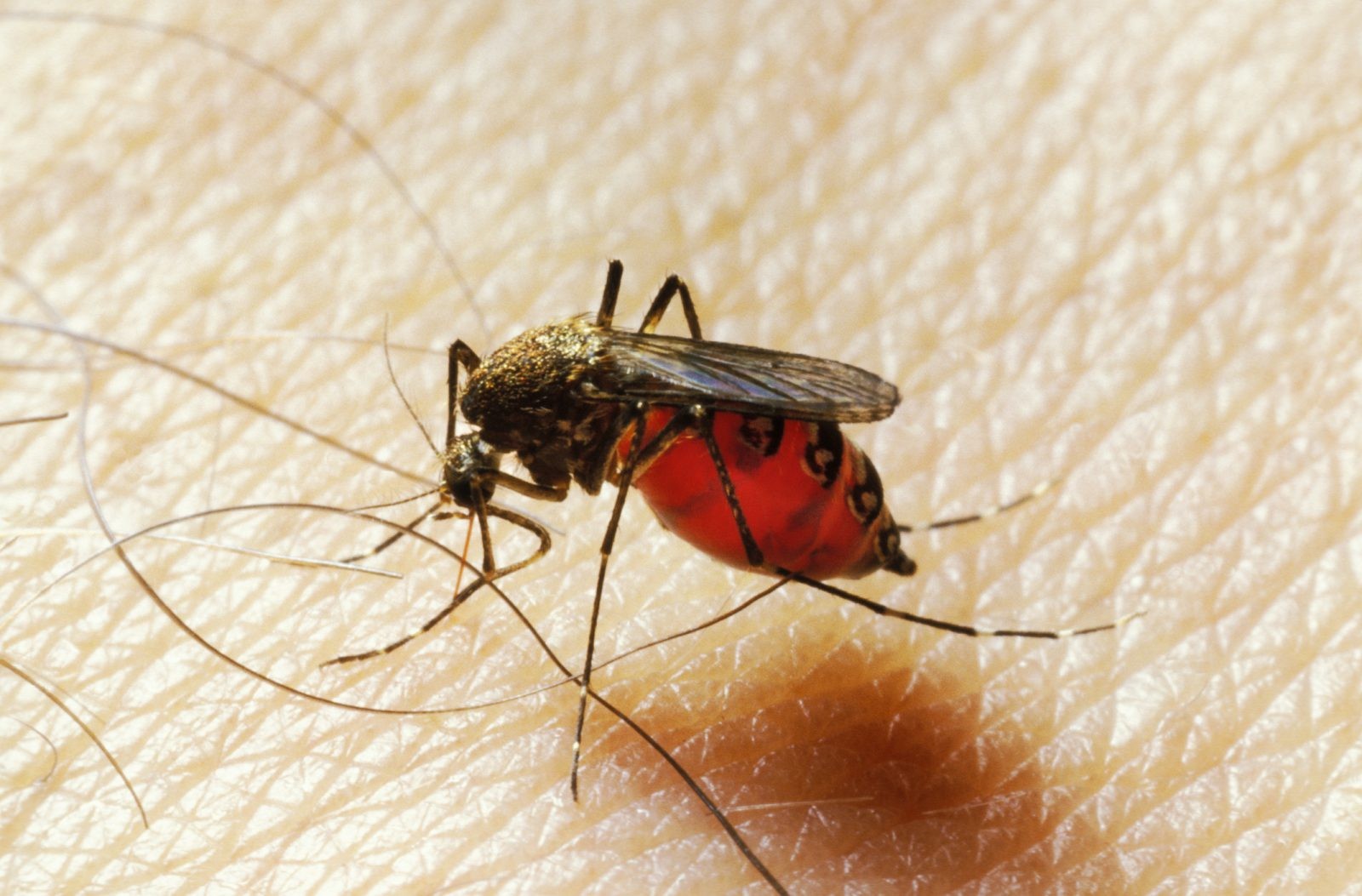 Wirus Zika przywędruje do Europy Wschodniej? Są prognozy